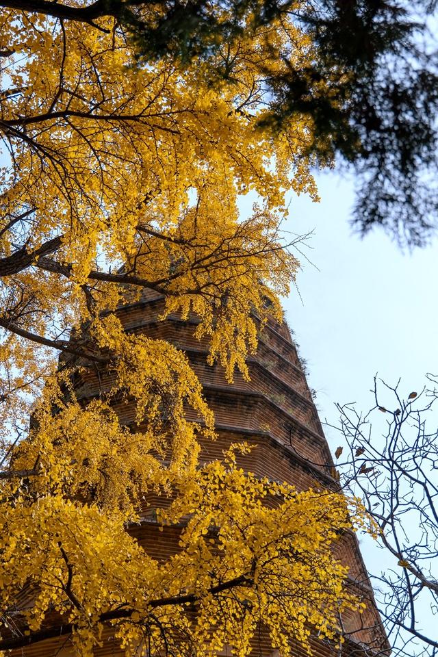 全郑州人都在等的银杏，黄了