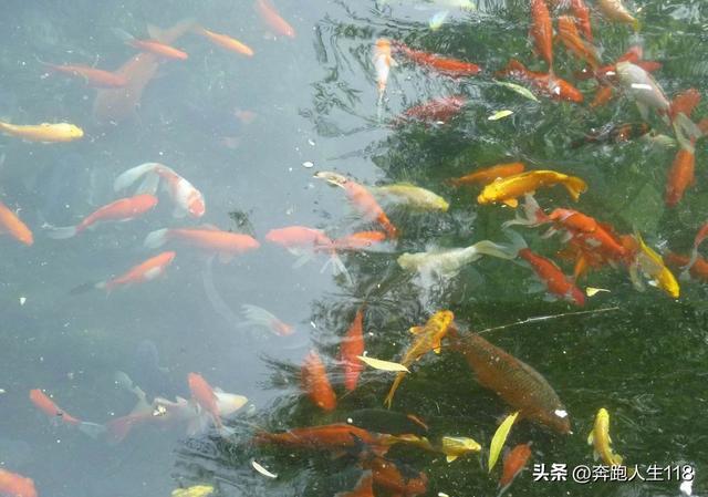夏日炎炎，泉城戏水，不辞长作济南人