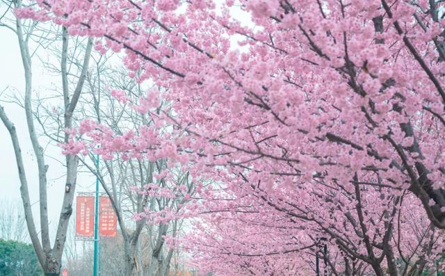 无锡的樱花都美成这样了！