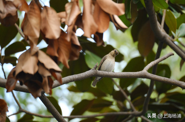 周末来复兴岛，做休闲“岛民”
