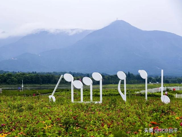 “淡妆浓抹总相宜”，七孔桥花海恢复开园！
