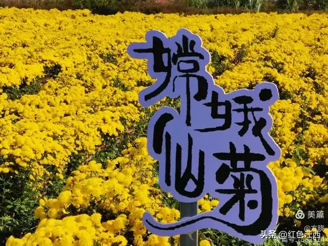 硒土菊黄，明月山的金色情书