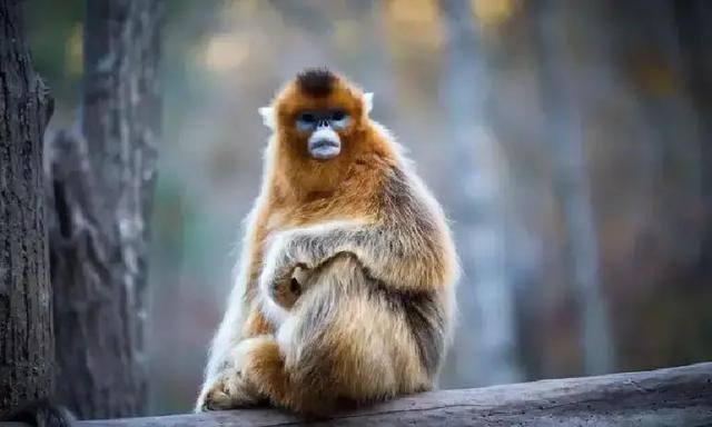 生肖猴注意：12月中有人离开，3件事助你稳住！