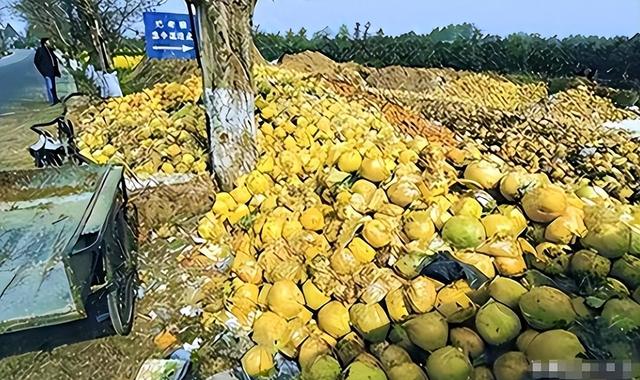 失去中国市场后，大量水果烂地里卖不出去，现在开始后悔得罪中国