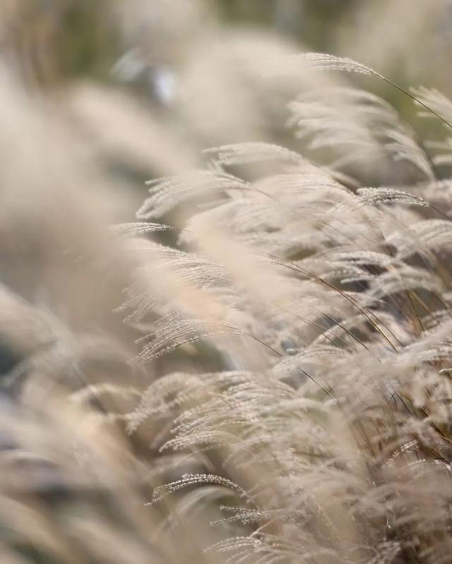听说东营竟然“下雪”了？？？