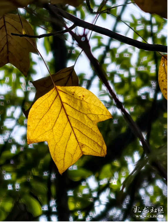 立冬 昆明植物园拾秋