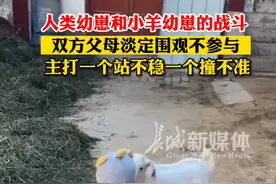 这是一场人类幼崽和小羊幼崽的战斗图片