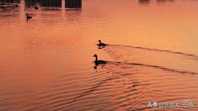 晋城变身“候鸟天堂”，一起来文明观鸟～
