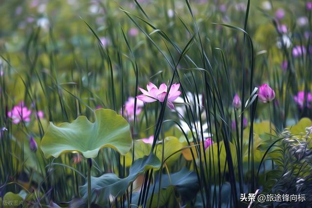 读《爱莲说》悟赏莲攻略，避开人挤人，这 3 处秘境藏着夏趣