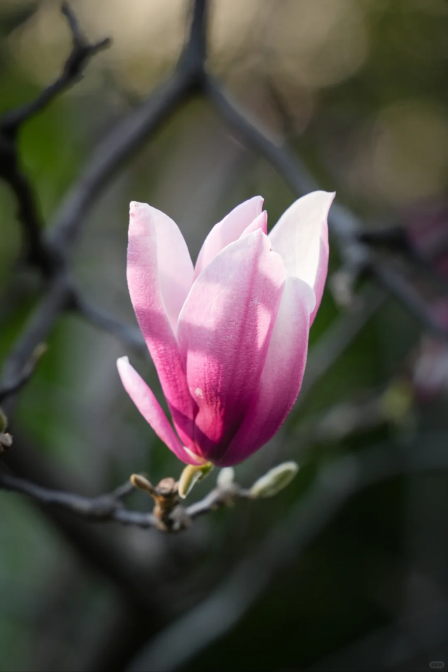大寒至，春可期，昆明这些地方繁花似锦！