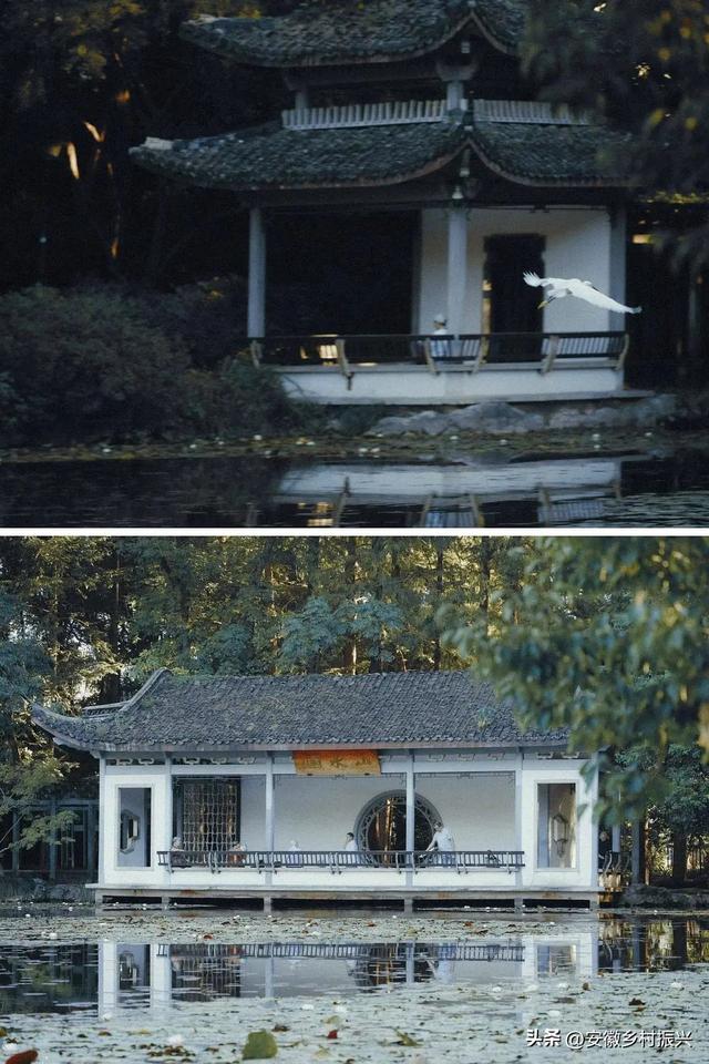 早晨6点去公园抱树