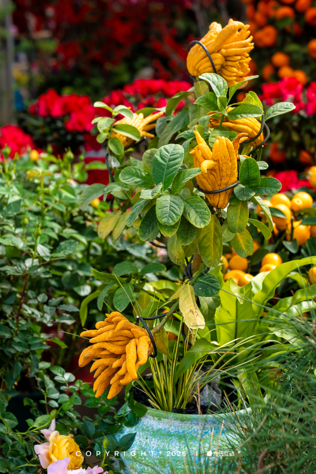 “马”上逛花街！珠海20年老花市焕新登场，新春打卡攻略速收！