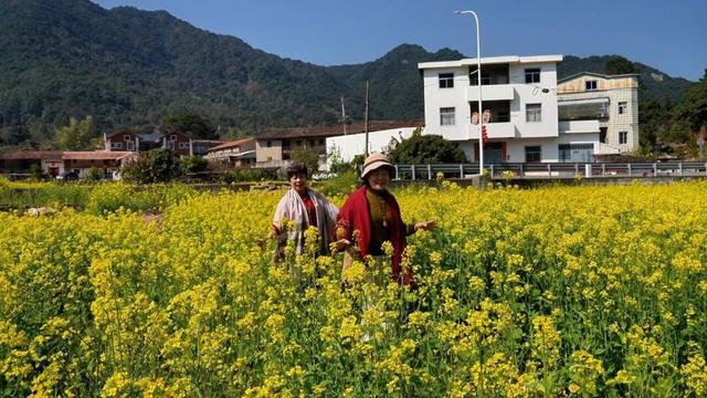超级出片！福清这里有金色花海！