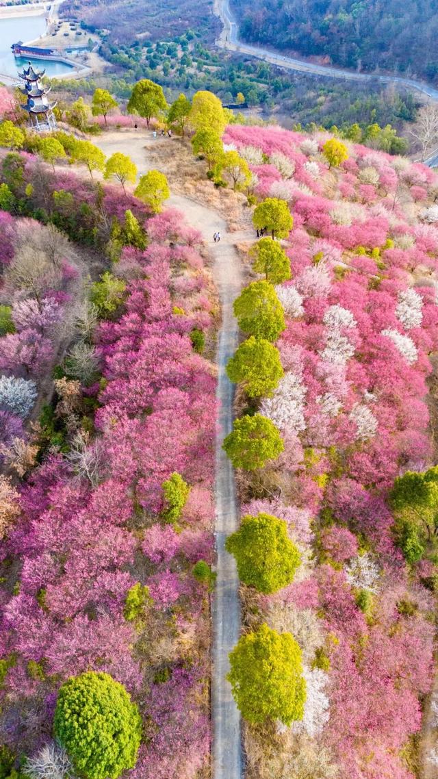 最长春节假期来黄陂!9天撒欢不重样