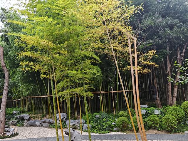 江苏旅游：从扬州个园到瘦西湖纪行（图）