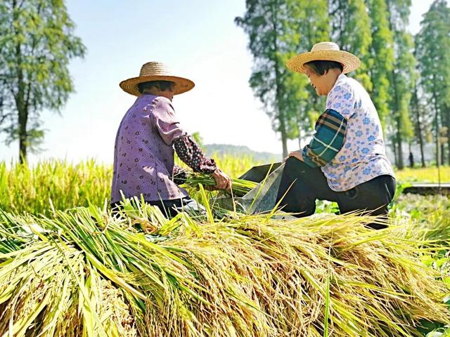 秋日限定!速来围观肇庆的绝美风光~