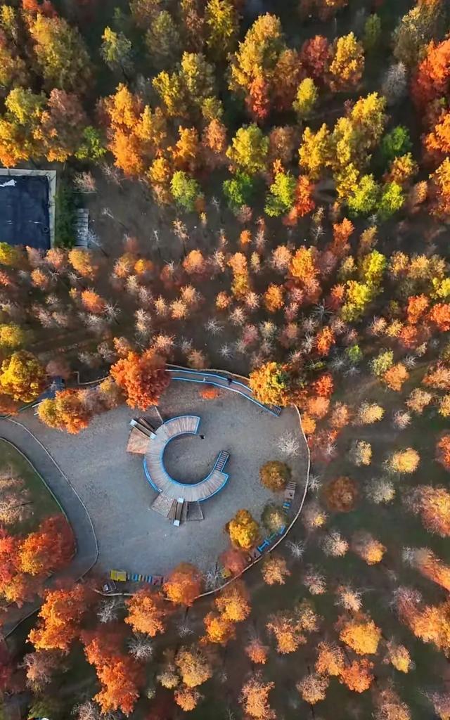 临沂「红杉」「红枫」浓度拉满，出片率100%