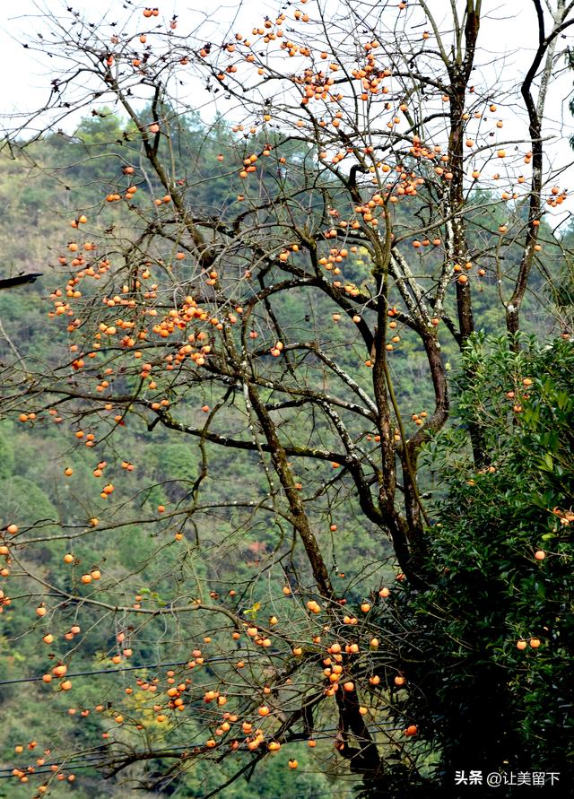 贵州贵阳乌当区的柿子和彩林，体验初冬之韵