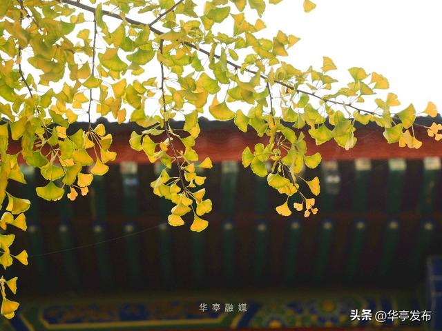 【映像华亭】华亭秋日，佐以人间烟火