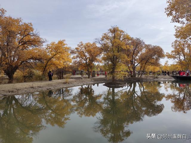 金塔胡杨林