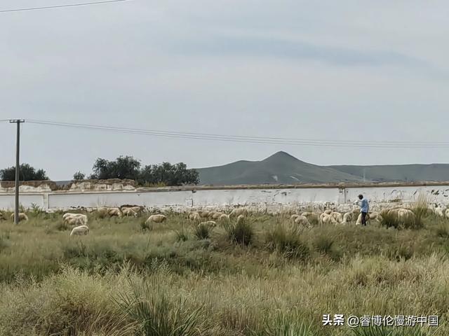 寻找谷力脑包