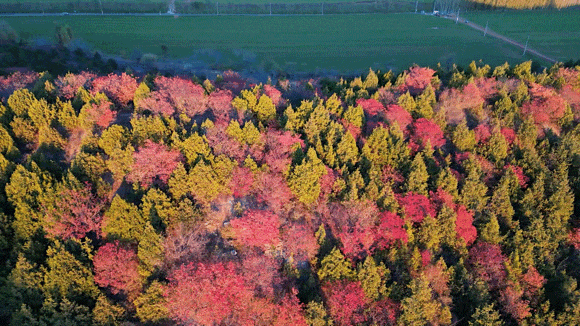 出发！开车窗，听风声，顺义公路寻秋——