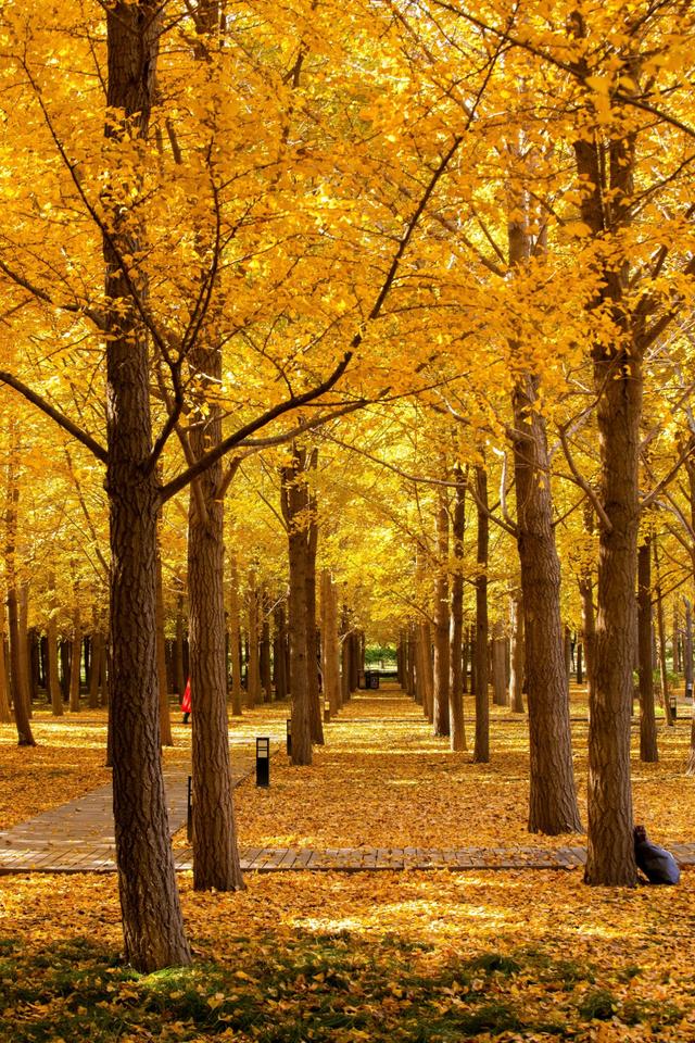 北京小众银杏林，郊外静谧的金色海洋，朝阳平房公园