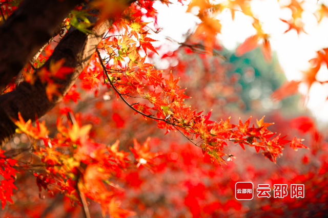 四季可赏！北塔生态园红枫“枫”景独好