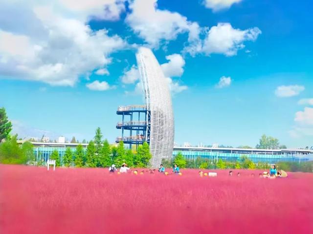 滕州微山湖红荷湿地:乐享双十一，“荷”你游湿地