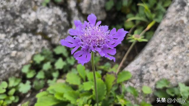 再登辽阳千米高峰白云山，云雾弥漫，金莲花盛开