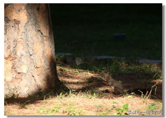 沈阳东陵郊野公园“精灵”出没