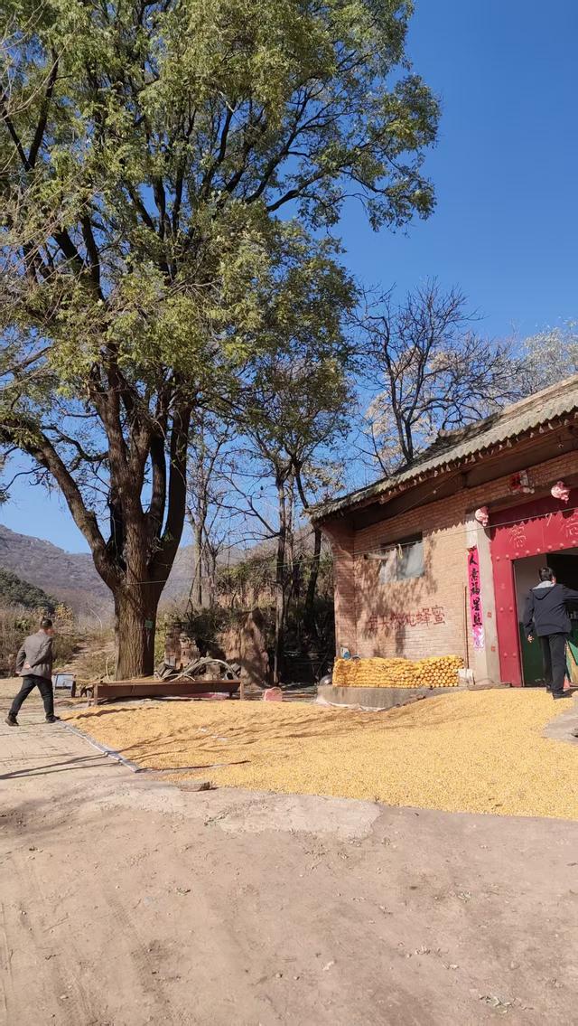 访同家庄千年古槐