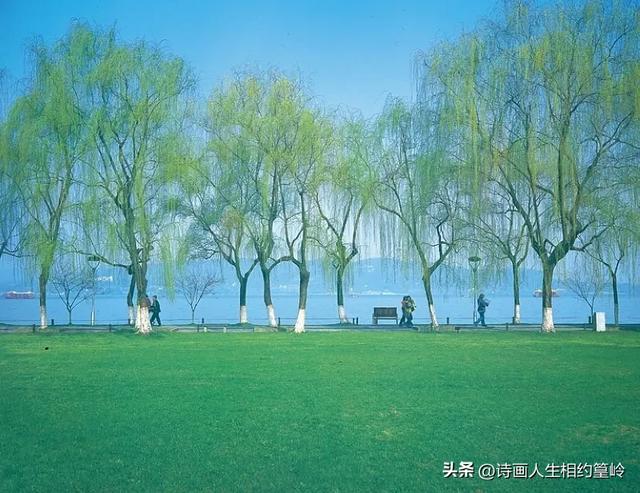 最美景色藏不住,西湖柳影入梦来