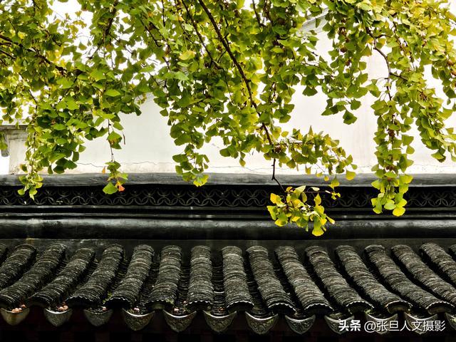 跟着张旦行摄中国-走进南京 这座国家历史文化名城 感受古都的魅力