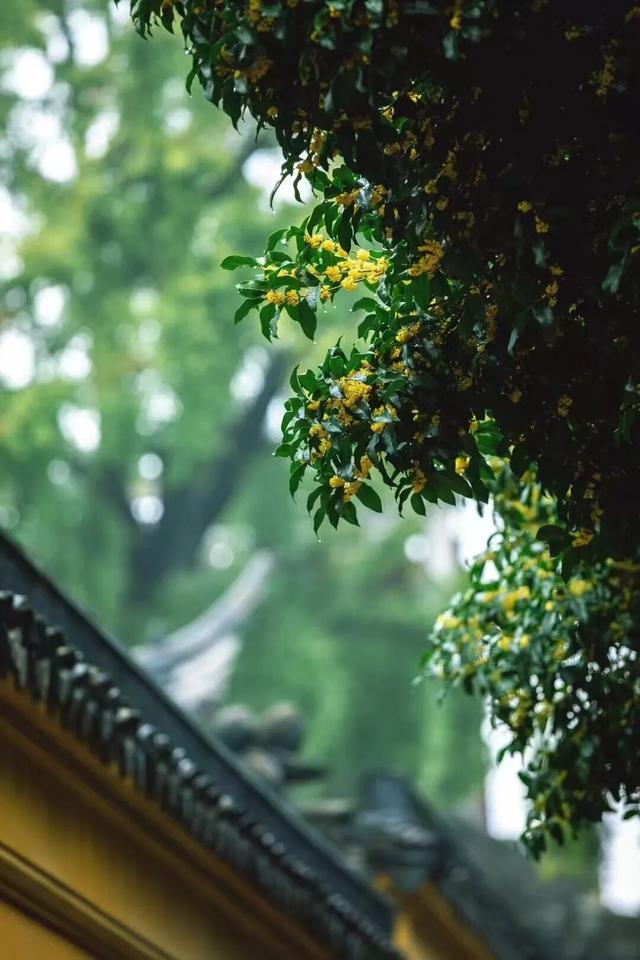 古城赏桂图鉴，谁是你的“crush”？