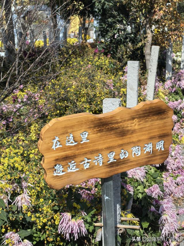 常州城东横山桥白龙观 冬日菊花节 采菊东篱下，悠然见横山