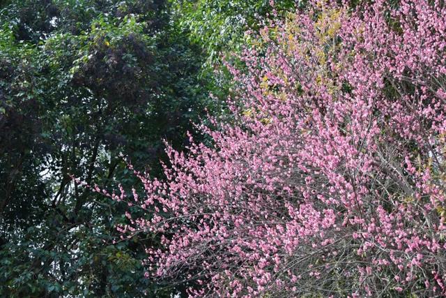 观音寺，太出片了！
