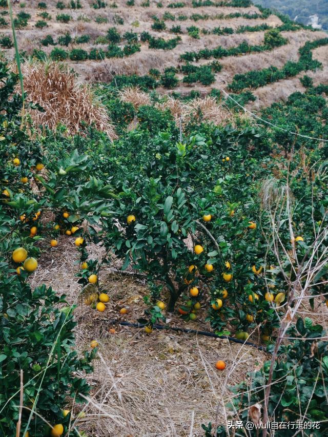 闽侯白沙居然有这么棒的观景台。距离福州1h，周末游玩超推荐。