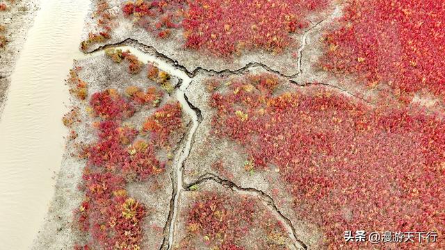 分享一个免费的红海滩，景色一点不差盘锦红海滩，