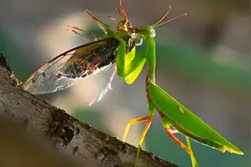 螳螂的“大刀”巨好用，为什么很少有昆虫能进化出这个形态？图片
