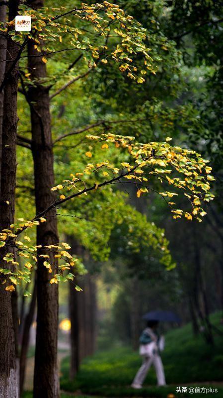 古城与秋叶的交响