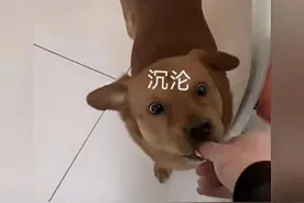 笑死人不偿命！虽然我不是人，但你是真的狗图片