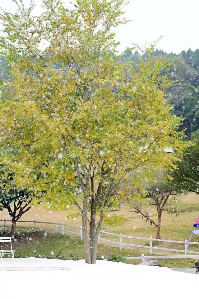 金堂这里“下雪”了！