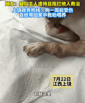 江西上饶，一只比格犬遭人虐待，被砍掉双腿，封住嘴巴，急需救助图片