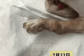 江西上饶，一只比格犬遭人虐待，被砍掉双腿，封住嘴巴，急需救助图片