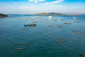 开始申报！广东开展现代化海洋牧场产业创新技术项目（第一批）申报工作图片