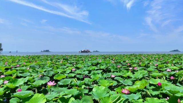 重磅消息！免票！免票！滕州微山湖红荷湿地面向山东省内游客免门票啦！