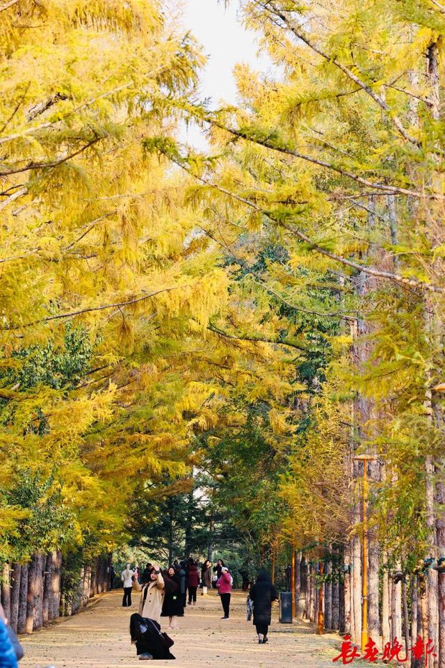 长春这里藏了条“黄金大道”！错过再等一年
