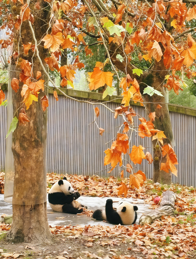 旅游界中的“天花板”！全国游客都在涌向一个州——阿坝！
