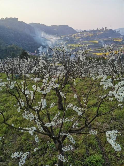 谁发明的？在千亩李花里烫火锅！荣昌今天火出圈